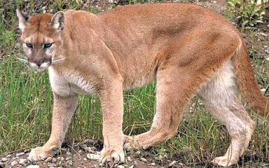 Cougar